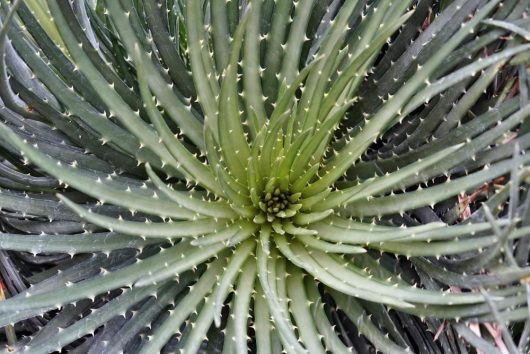 Spider Aloe spinosissima foliage close up bright green