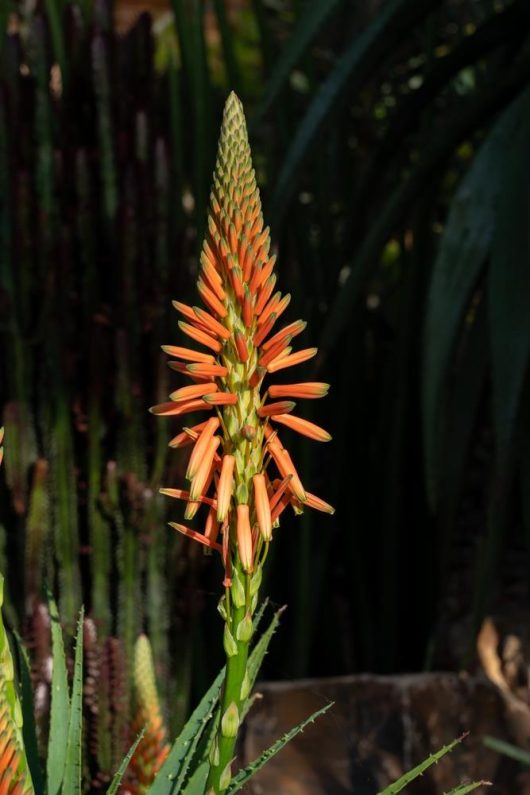 An Aloe 'Spider Aloe' plant is thriving in a garden pot with red flower