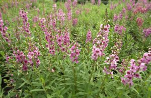 A field of pink Angelonia angustifoliaArchangel™ pink cottage flowering blooming in garden