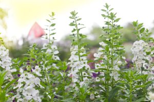 Angelonia angustifolia Archangel™ 'White' cottage style white blooms growing in a a garden