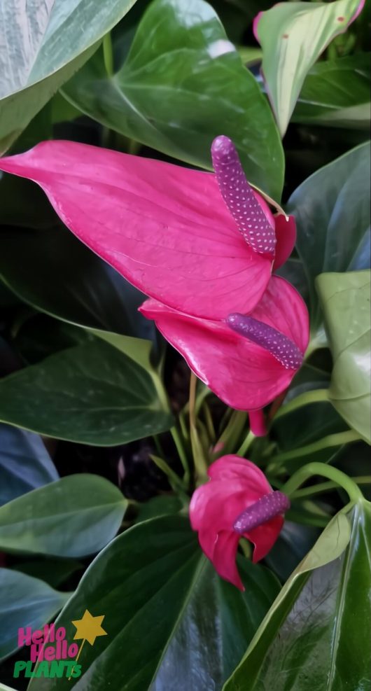 Close-up of Anthurium 'Pink' 7" Pot, featuring vibrant pink flowers and glossy green leaves. The "Hello Hello Plants" logo appears in the bottom left corner.
