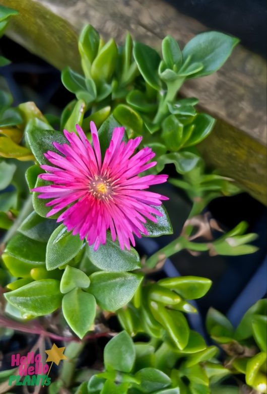 Close-up of Aptenia 'Baby Sunrose' in a 6" pot, showcasing its bright pink flower with long petals against lush green leaves and a wooden edge in the background.