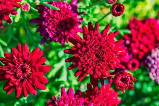 Argyranthemum frutescens Double Red Marguerite Daisy Flowers