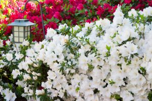 azalea satsuki hybrid gumpo petunia white flowering masses of white blooms in a garden bed as a low border