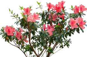 An Azalea 'Doctor Dorfmann' 8" Pot bush with pink flowers on a white background.