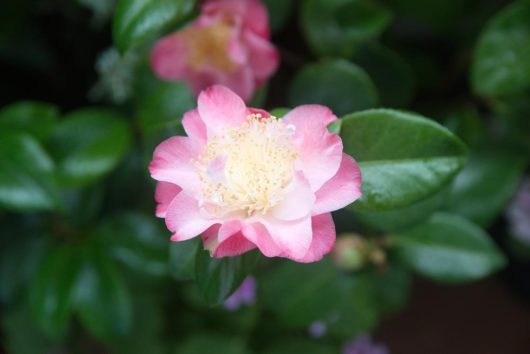 camellia japonica nuccio's jewel multicolored camellia flower