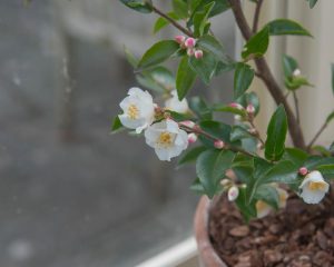 A white Camellia 'Transnokoensis' 6" Pot on a window sill.
