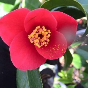 Camellia japonica Unryu-tsubaki Zig Zag Camellia red hot pink shade loving camellia with yellow stamens and horizontal zig zag growth