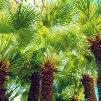 Chamaerops humilis European Fan Palms advanced bright green leaves