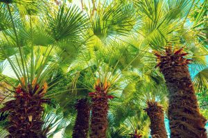 Chamaerops humilis European Fan Palms advanced bright green leaves