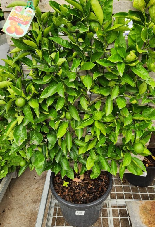 Citrus sinensis Orange Valencia fruit weaved onto lattice Espaliered fruiting espalier in black pot