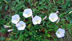 white convolvulus sabatius groundcover creeper with evergreen green foliage and white open flowers growing in a garden along the ground