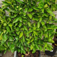 Espalier fruiting tree citrus Espaliered woven onto trellis lattice
