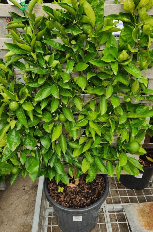 Espalier fruiting tree citrus Espaliered woven onto trellis lattice