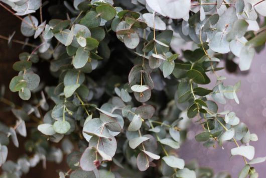 A close up of a Eucalyptus gunnii Cider Gum leaves with silver blue foliage