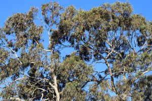 Eucalyptus leucoxylon var macrocarpa Large fruited yellow gum red flowering growing large against a blue sky