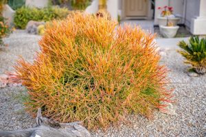 euphorbia tirucalli firesticks succulent evergreen shrub that resembles sea coral