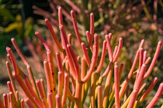 euphorbia tirucalli firesticks foliage up close bright red