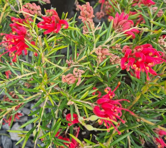 australian native grevillea bright red orange flame spider like flowers, Legacy Flame grevillea bush