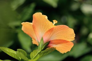 An orange Hibiscus 'Popsicle' flower with water droplets on it