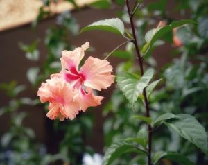 El Capitolio Hibiscus rosa sinensis fluffy double flowered hibiscus blooms with apricot flowers and pink centres growing on a bush