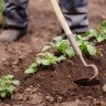 A person is excavating the soil using a shovel in a modern garden.