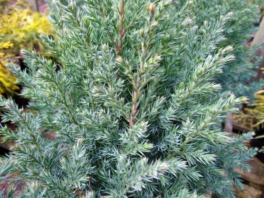 A small Juniperus 'Pyramidalis' Chinese Juniper tree with green leaves in an 8" pot.