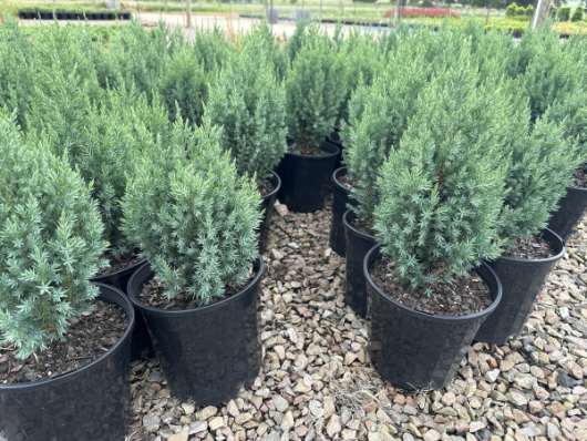 A group of potted Juniperus 'Pyramidalis' Chinese Juniper 8" Pot plants.