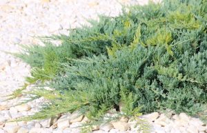 Juniperus squamata prostrata syn. pingii - green grouncover conifer crawling along white rocks