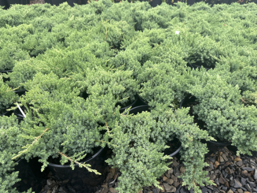 Juniperus pingii 'Prostrata' GROUNDCOVER CONIFER CREEPING HABBIT POTTED INTO BLACK 8INCH POTS