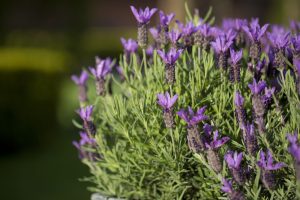 Lavandula hybrid La Diva Big night. Lavender spanish x english