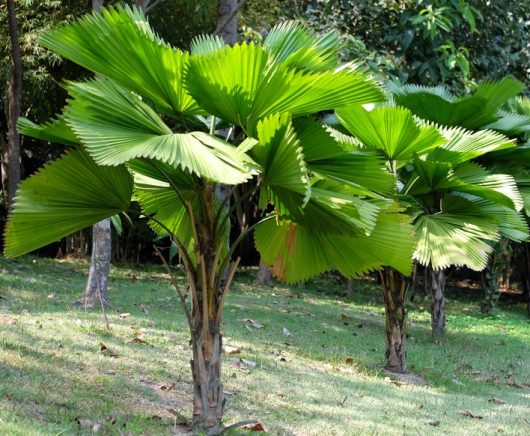 A group of palm trees in a park. licuala elegans fan palm australian fan palm with beautiful large bright green fan shaped leaves tropical palms