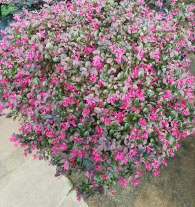 Loropetalum chinense rubrum Purple Prince Chinese fringe flower. Green and purple foliage with bright pink flowers shrub bush