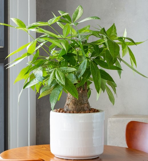 pachira glabra malabar chestnut tree evergreen edible nut tree with thick trunks and green foliage indoors in a white pot