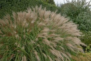miscanthus sinensis ornamental grass with long green stems and creamy white flower heads with tips of purple Japanese or chinese silver grass