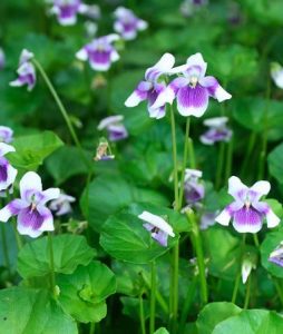 Native Violets