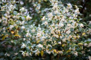 A close up of a tree with white flowers. OSMANTHUS BURKWOODII SWEET OSMANTHUS