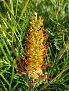 Grevillea 'Outback Sunrise' 6" Pot, a yellow flower with red stems, is growing in a bush.