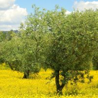Olive trees in a field of yellow flowers. Olae europaea Del Morocco Olive