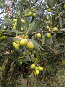 Fruiting edible mediterannean tree Olea europaea Picholine Olive green fuits yielding off tree branches French Olive oil