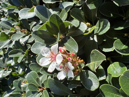 Rhaphiolepis 'Oriental Pearl' Indian Hawthorn