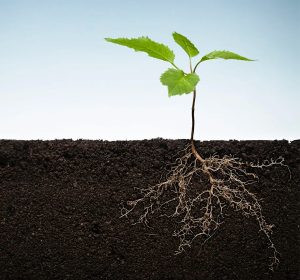 A garden plant with a green leaf and roots.