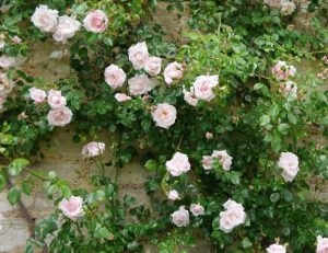 Rose 'Scentifall® Blush' roses growing on a wall.
