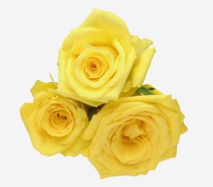 Three Rose 'Scentifall® Lemon Frosting' roses on a white background.