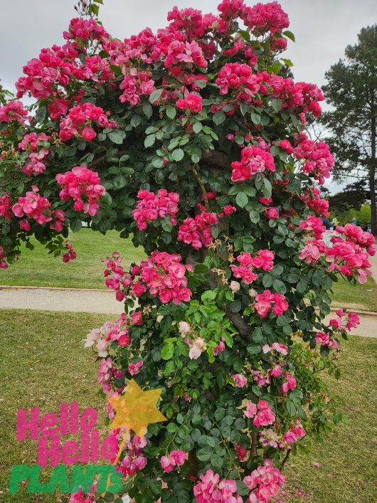 Rose 'Angela' Bush Form roses on a tree in a park, admired by Angela. climbing pink rose with clusters of pink