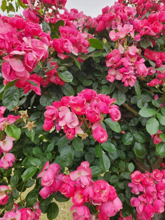 Rose 'Angela' Bush Form in the garden blooms with pink roses.