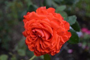 rosa floribunda Angelique orange rose