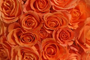 A close up of orange roses in a vase, creating a beautiful Rose 'Showpiece™' Orange Bush Form.