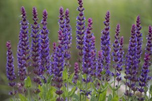 masses of salvia big blue sage plants flowering bright purple