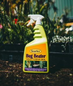 SEARLES BUG BEATER NATURAL PYRETHRUM SPRAY FOR PLANTS IN GARDEN IN A YELLOW BOTTLE
